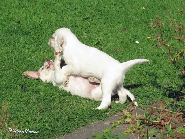 English setter puppies