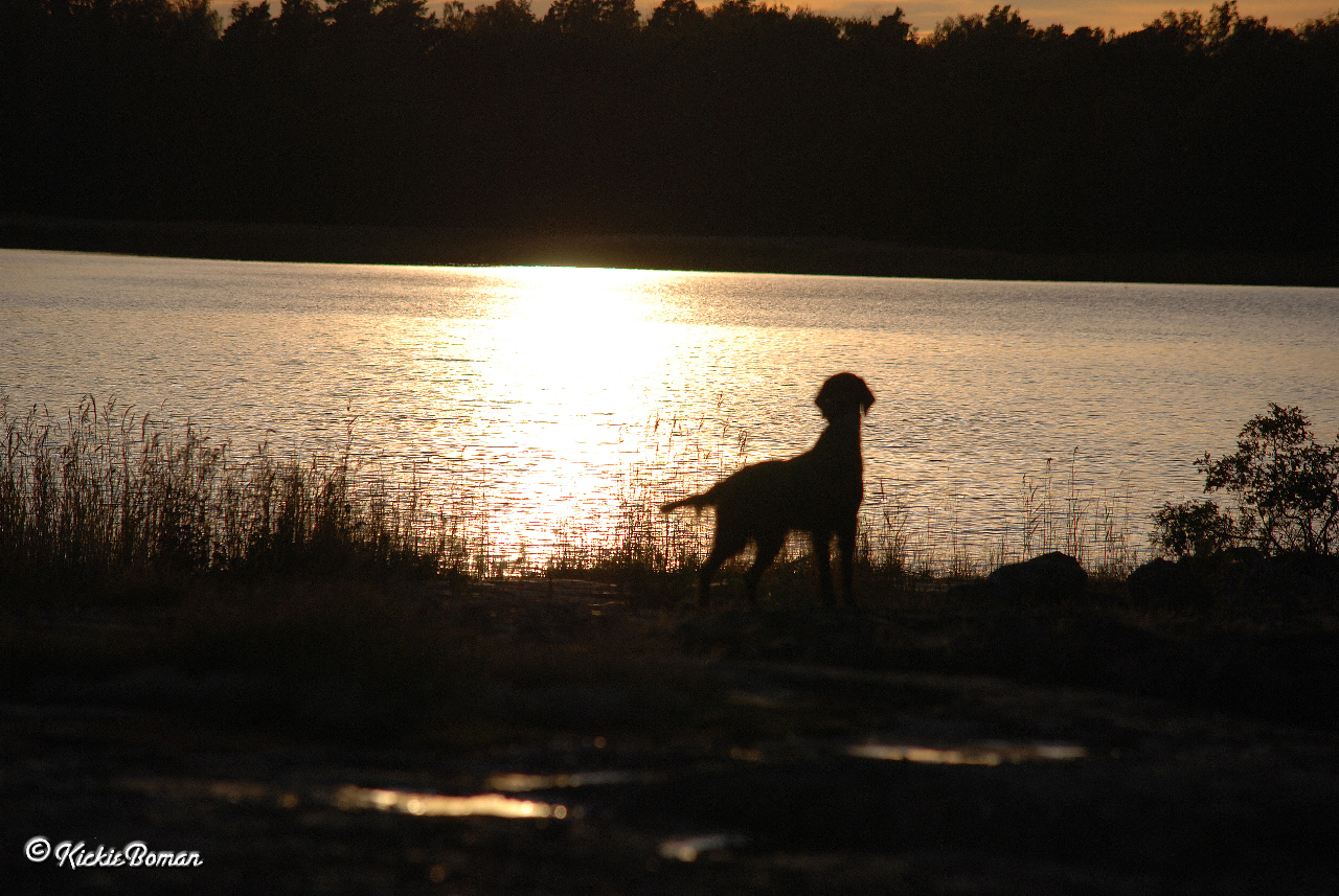 Katinka in the sunset